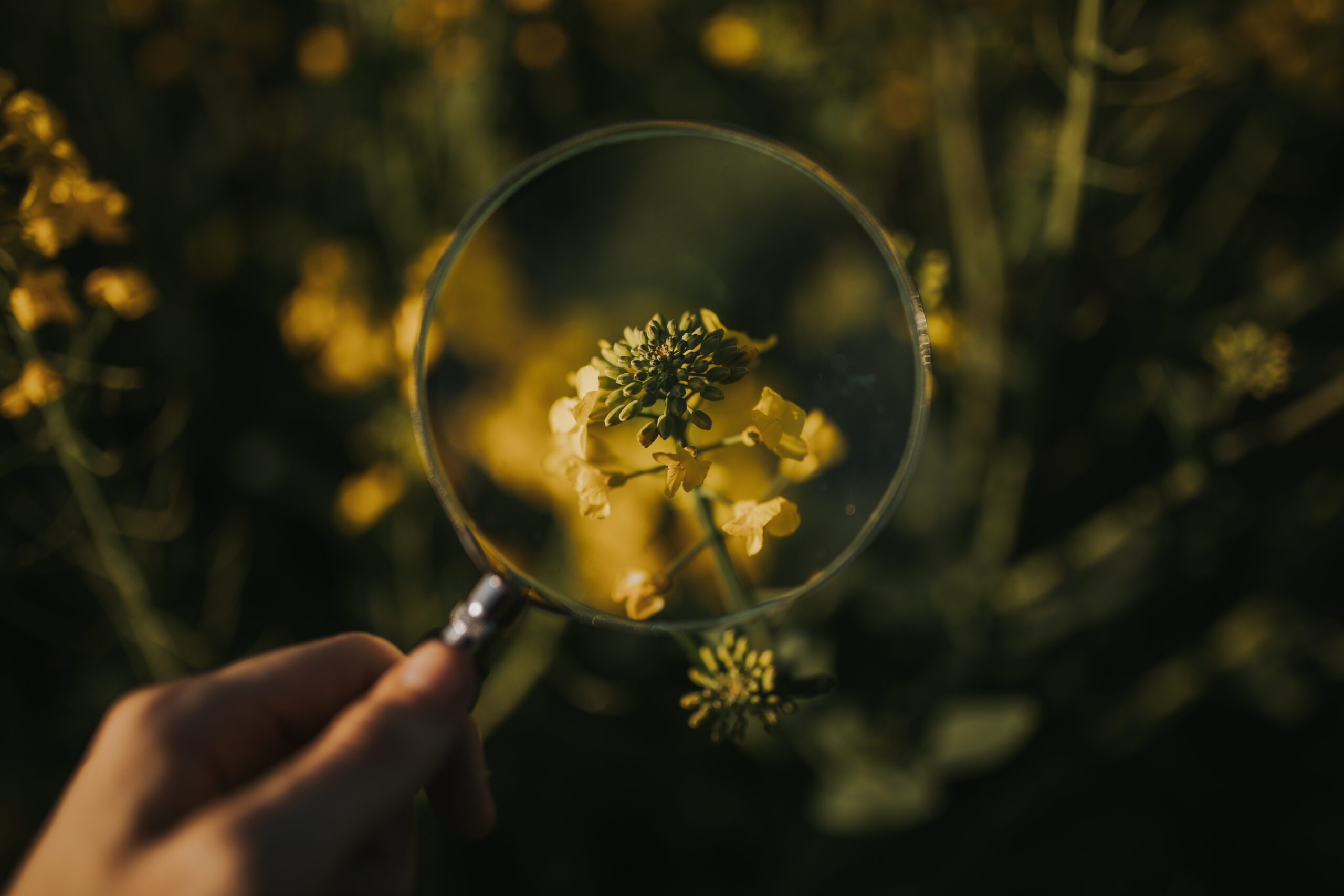 Hand of anonymous person holding magnifying glass over small yellow flower in wonderful meadow